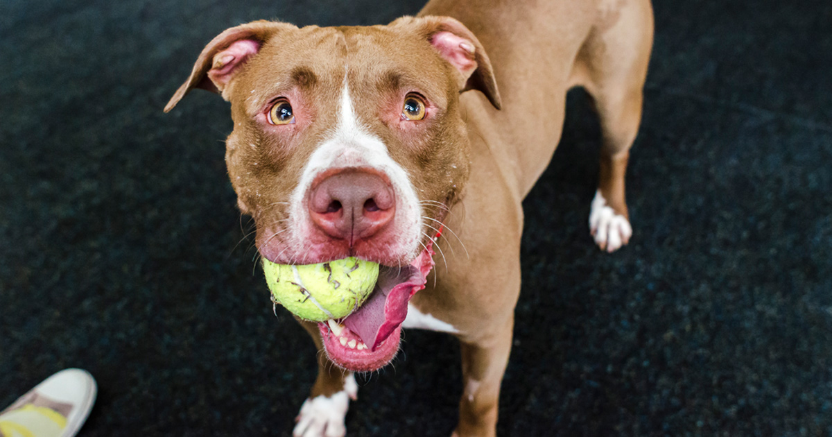 Non-Food Related Enrichment For Dogs: Includes Videos, Tips, and DIY Options