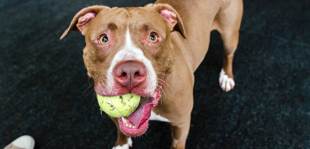 Canine DIY Enrichment