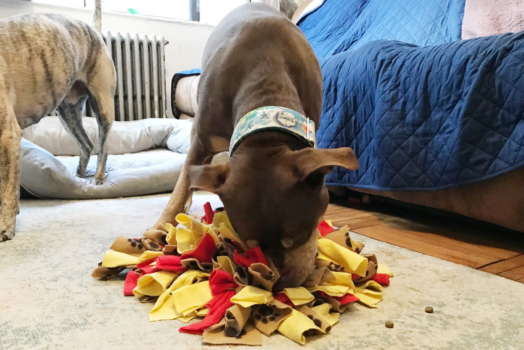 DIY Brain Games for Dogs! Homemade Food Puzzle Toys 