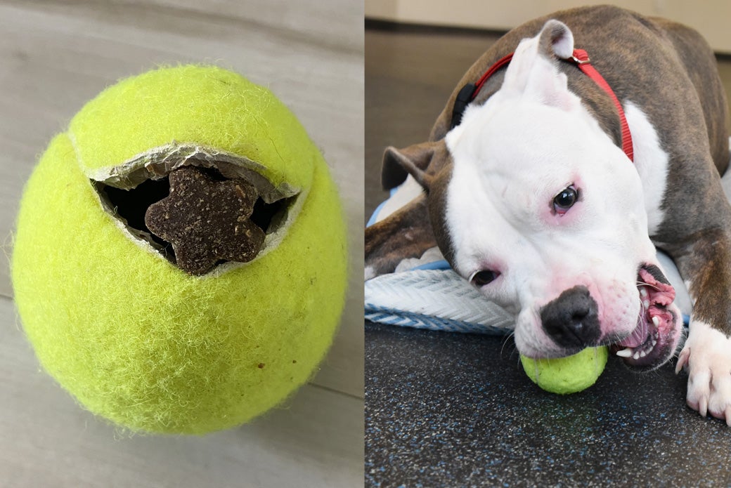 Canine DIY Enrichment ASPCA