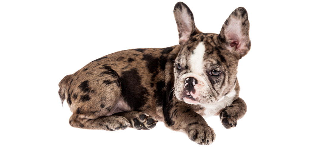 Exotic” Puppies Signal Red Flags 