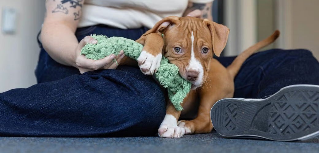 A puppy playing with an ASPCA team member and a chew toy