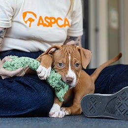 A puppy and an ASPCA team member playing with a chew toy
