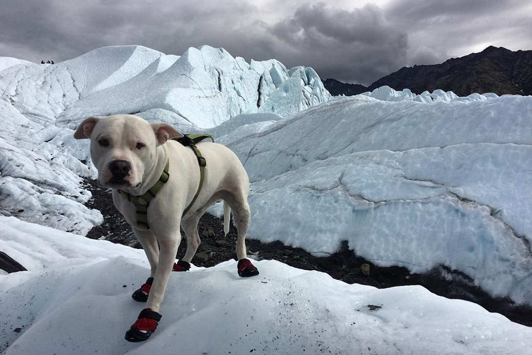 dog hiking glacier