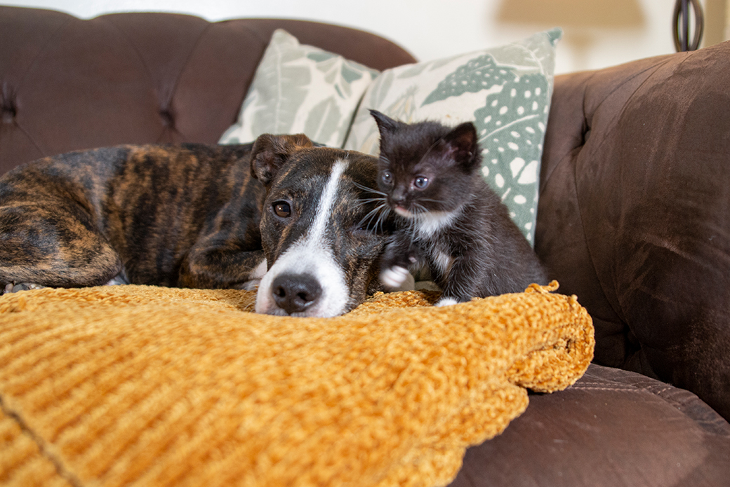 Dog cuddling kitten