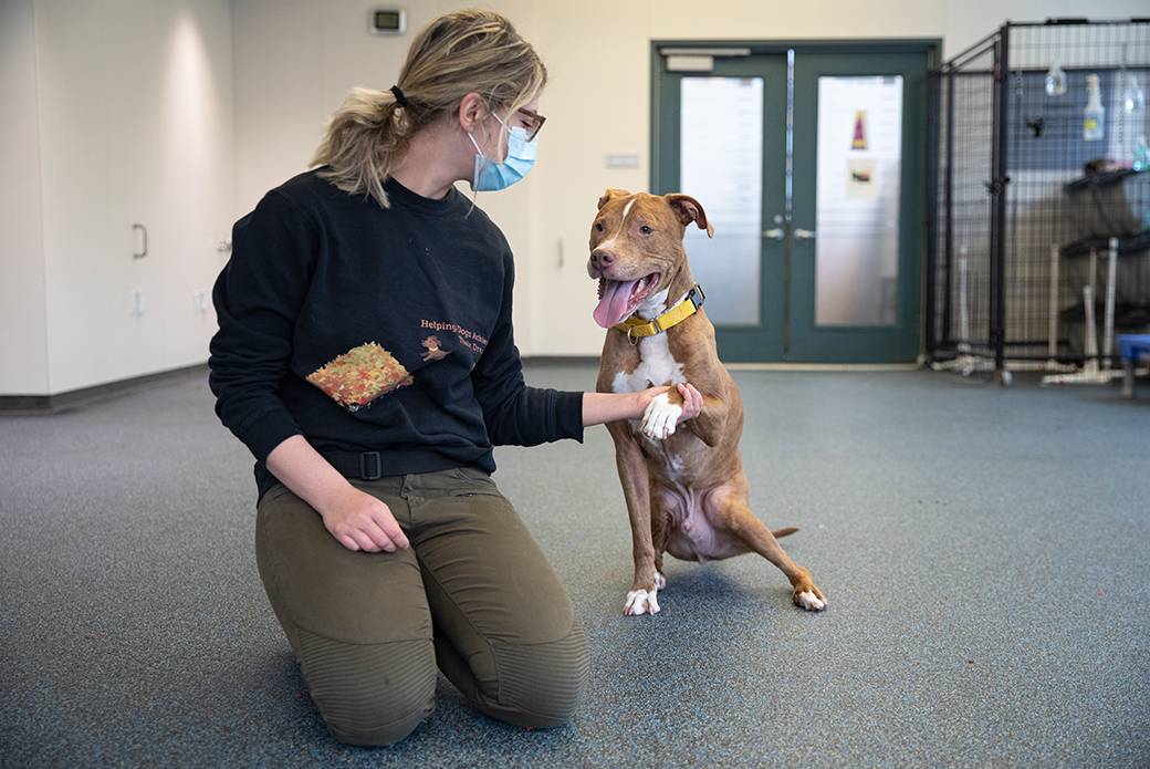 Dog shaking womans hand