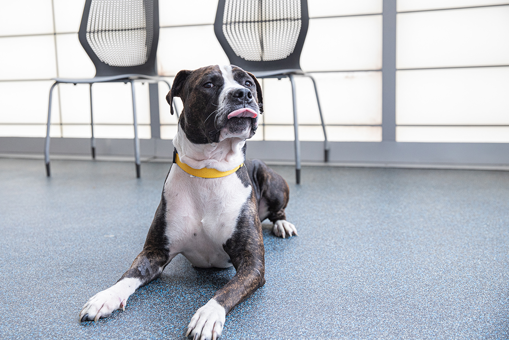 Dog sticking tongue out