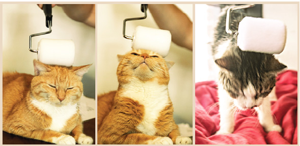 Downloadable Guide: Use Everyday Items to Spoil Your Shelter Cats