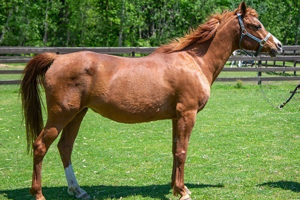 Dreamer, an Arabian Horse