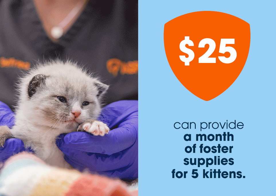 $25 can provide a month of foster supplies for 5 kittens; $35 can provide 17 meals for a rescued animal; $50 can provide microchips for 5 adoptable cats; $150 can provide one forensic exam during a cruelty case