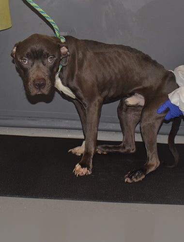 Brunson, an emaciated dog, is lifted by an ASPCA team member