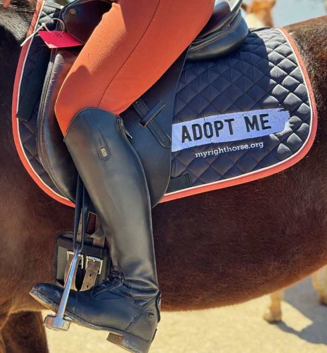 Saddle with Adopt Me sign