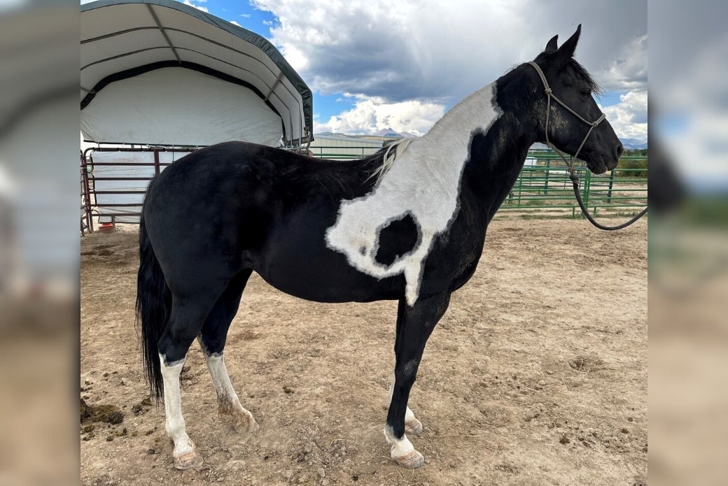 Side profile of a horse in a corral