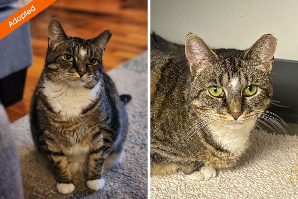 Two pictures of a cat looking calmly at the viewer