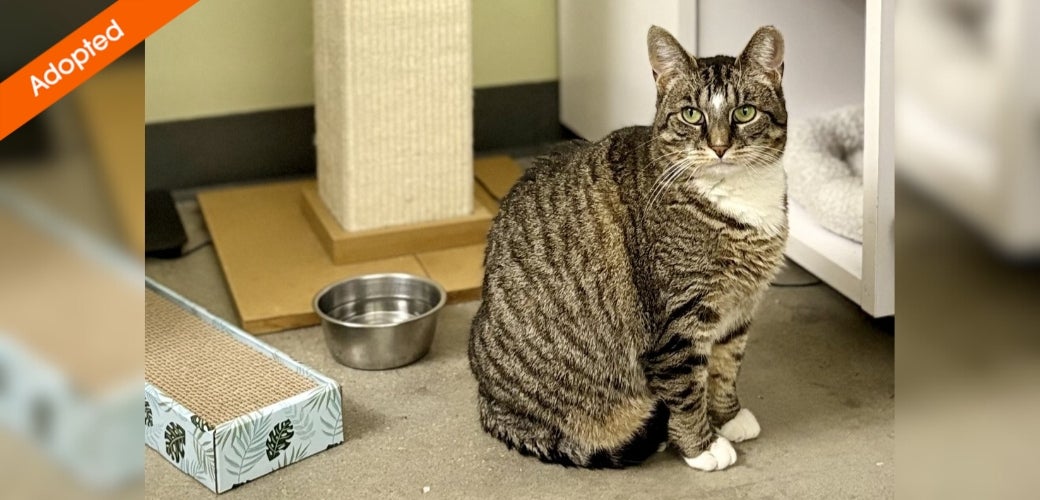 Tabby cat sitting and looking calmly at viewer
