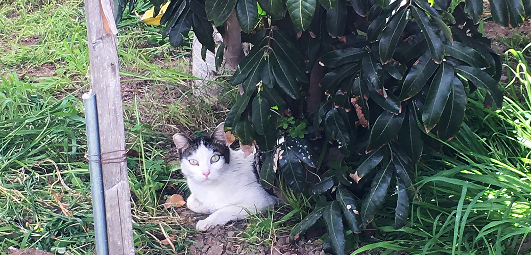 outdoor community cat