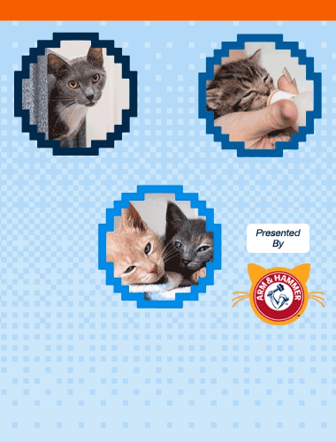 Three kitten images representing optins in a choose your own adventure presented by Arm & Hammer