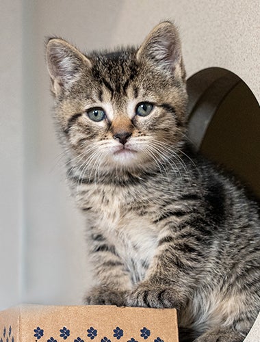 A kitten standing on a cardboard box