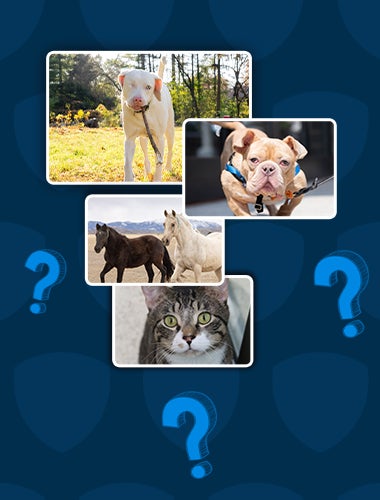 Calendar cover candidate photos. Clockwise from top: A white dog, a brown dog in a harness, a tabby cat, a brown horse with a white horse.