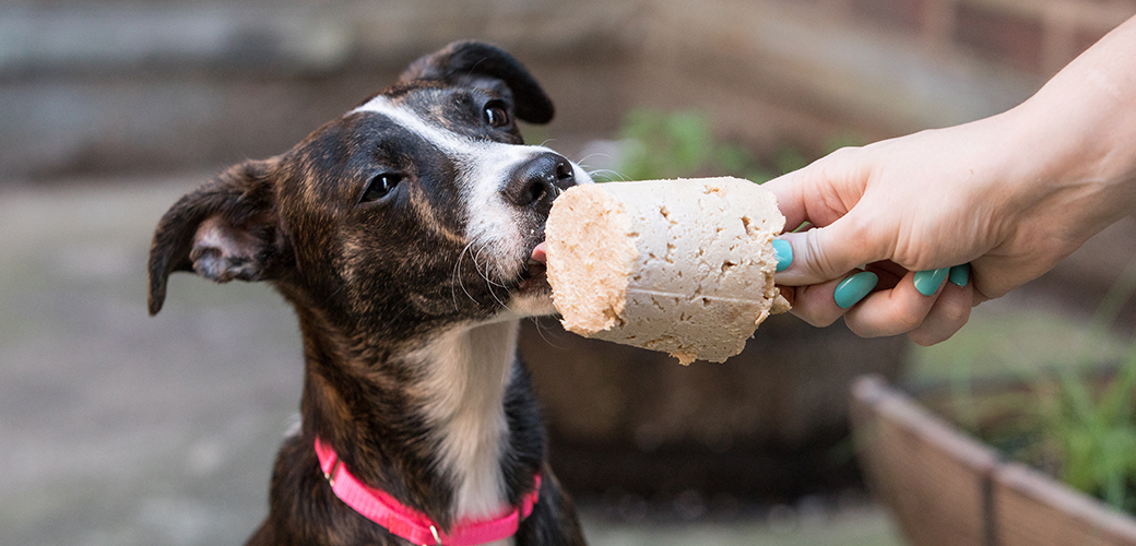 a young dog licking a frozen enrichment treat