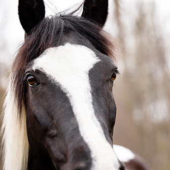 a dark brown horse with white spots