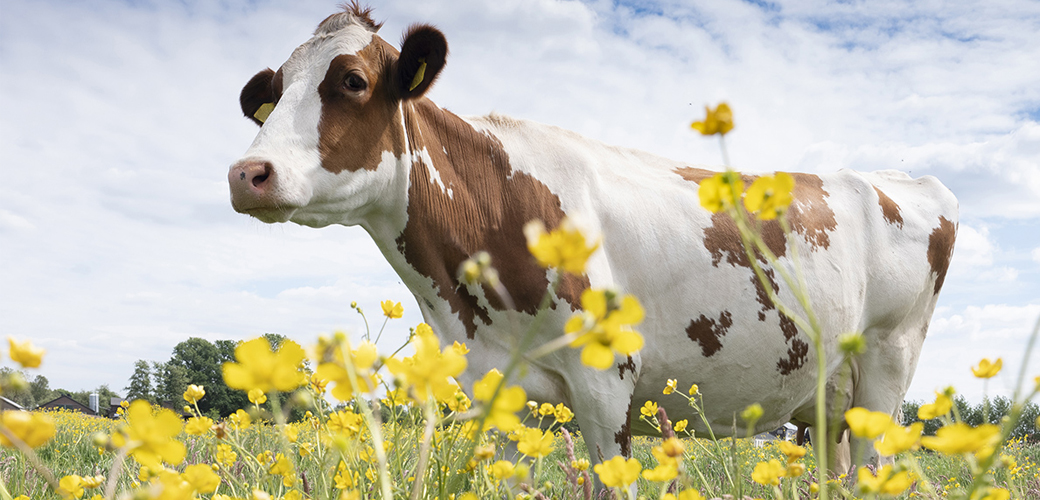 Cow in field of flowers