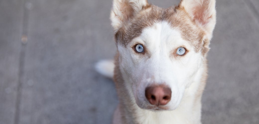 Fact or Myth: Pet Toxins Edition