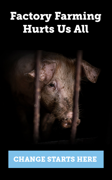 Animals on Factory Farms | Chickens | Pigs | Cattle | ASPCA