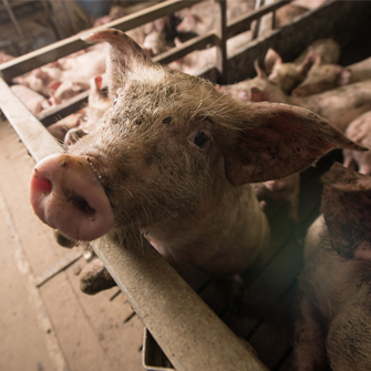 pig in cage on factory farm