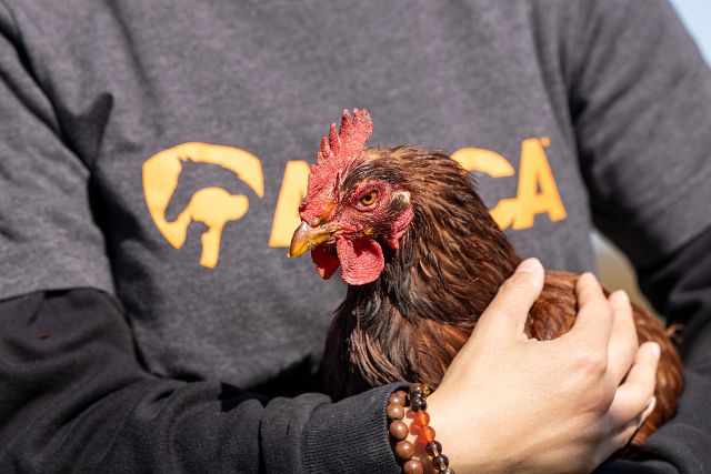 Person in ASPCA shirt holding chicken