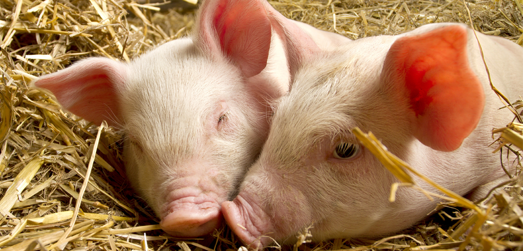 Celebrities, Companies and Consumers Come Together to Celebrate Farm Animals  | ASPCA