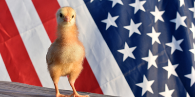 Patriotic Chicken