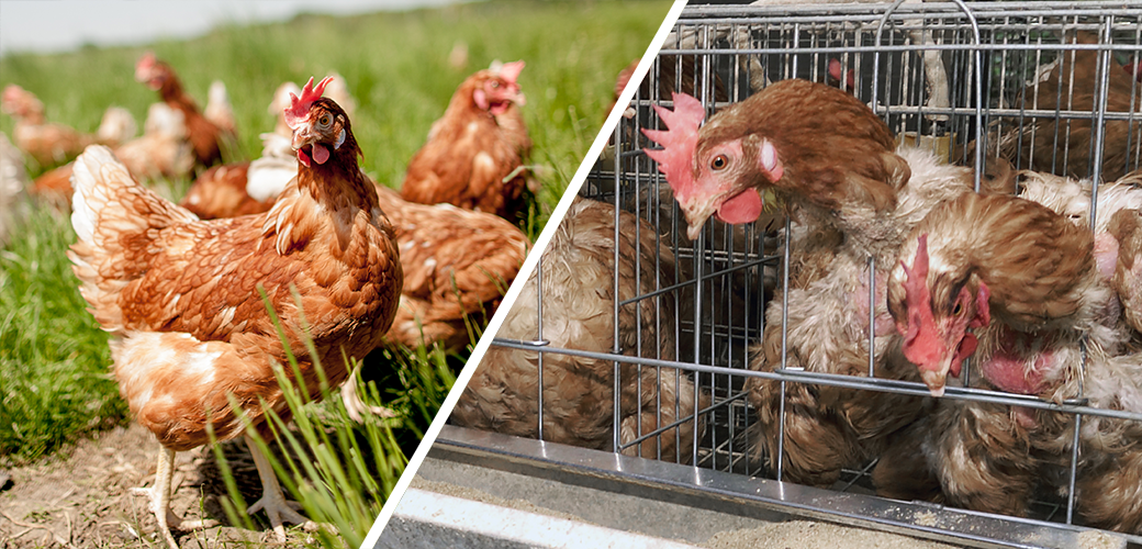 Chickens in a pasture (left), Chickens in cages (right)