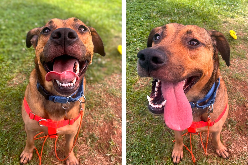 Two pictures of a brown dog smiling, tongue hanging out
