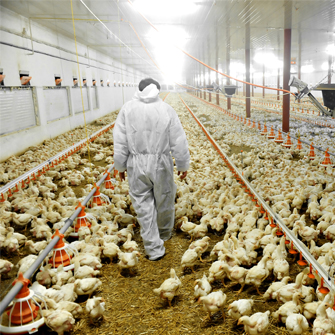 Working walking between rows of chickens in factory farm