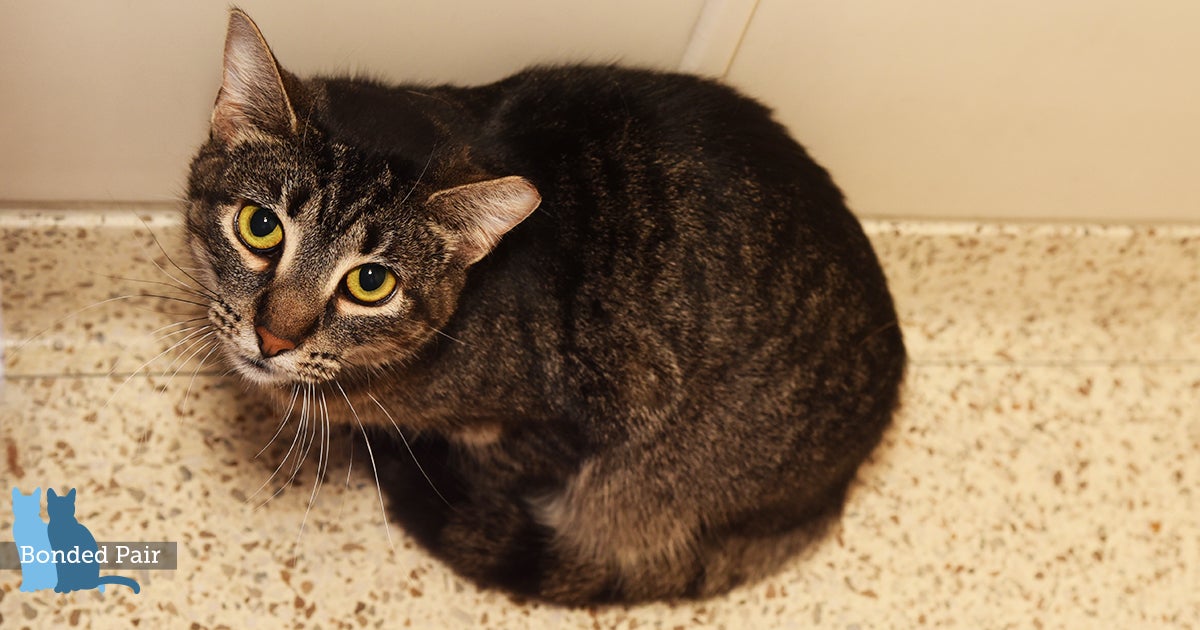 Adonis | ASPCA