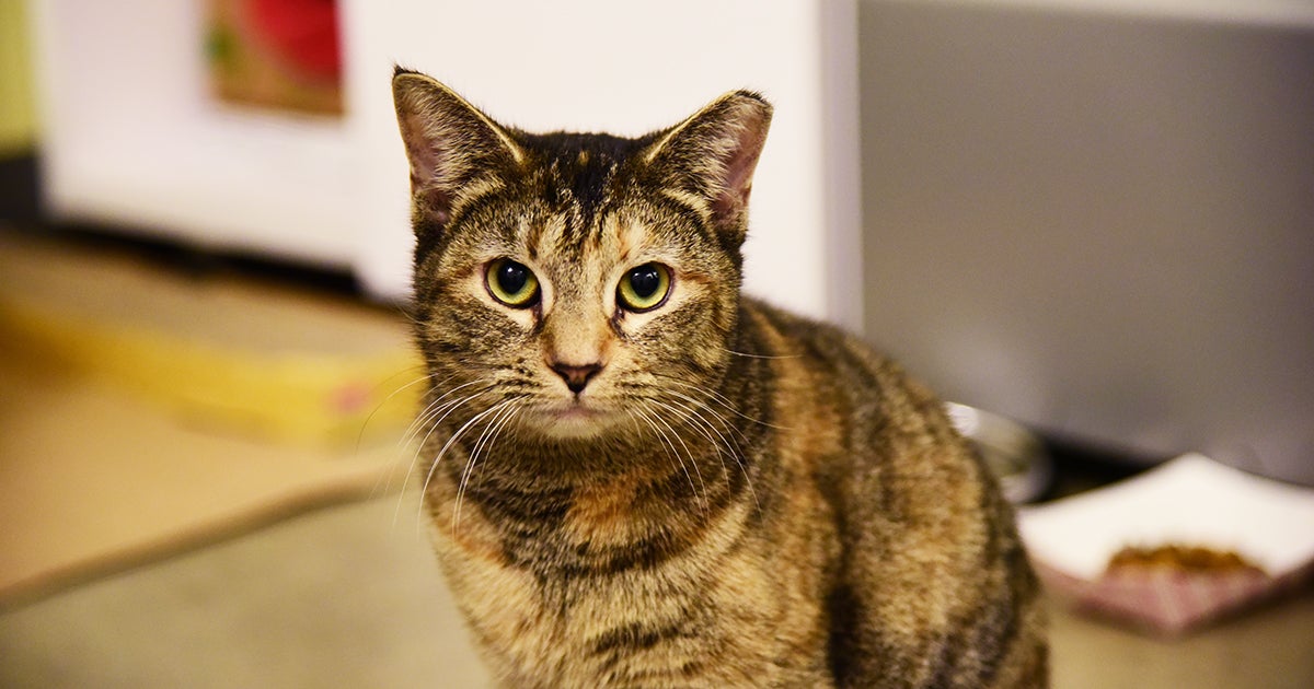 Angel | ASPCA