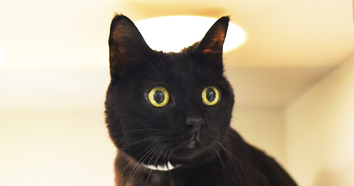 Coquette | ASPCA