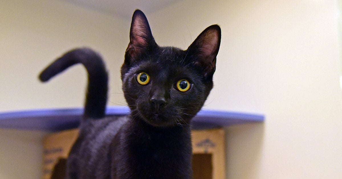 Flapjack Cat The Cat By Furrylovepup Fur Affinity Dot Net beljoalharia