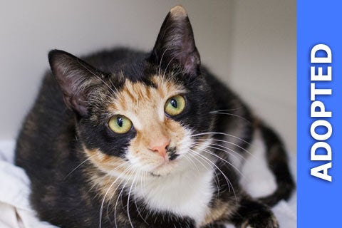 Nevada | ASPCA