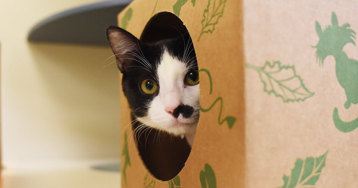 polly jolly adoption center