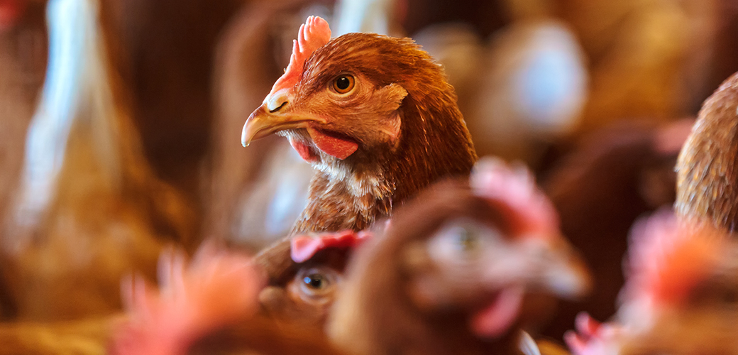 chicken in a crowded factory farm