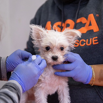 ASPCA Bronx Community Veterinary Clinic | ASPCA
