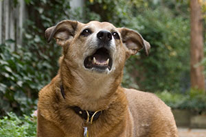 dog barks at every noise in apartment