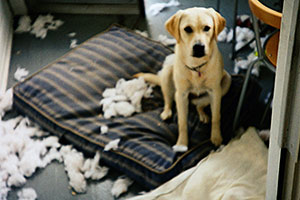 How to stop a dog from tearing up their bed Destructive Chewing Aspca