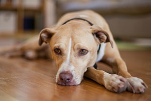 separation anxiety in dogs