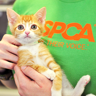 Volunteer L Take Action L Get Involved L Aspca