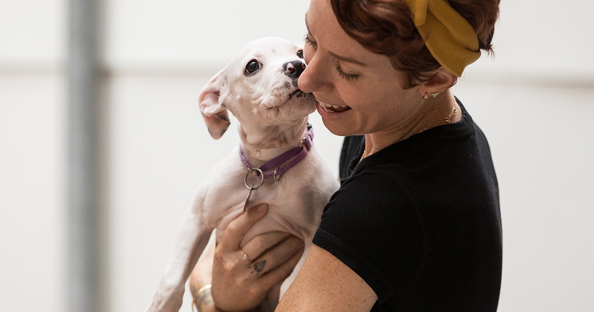 Springfield, MO, Overwhelmingly Votes to Repeal BSL Law ASPCA