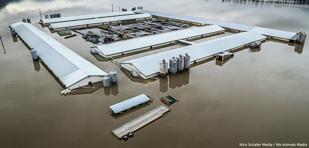 a flooded factory farm