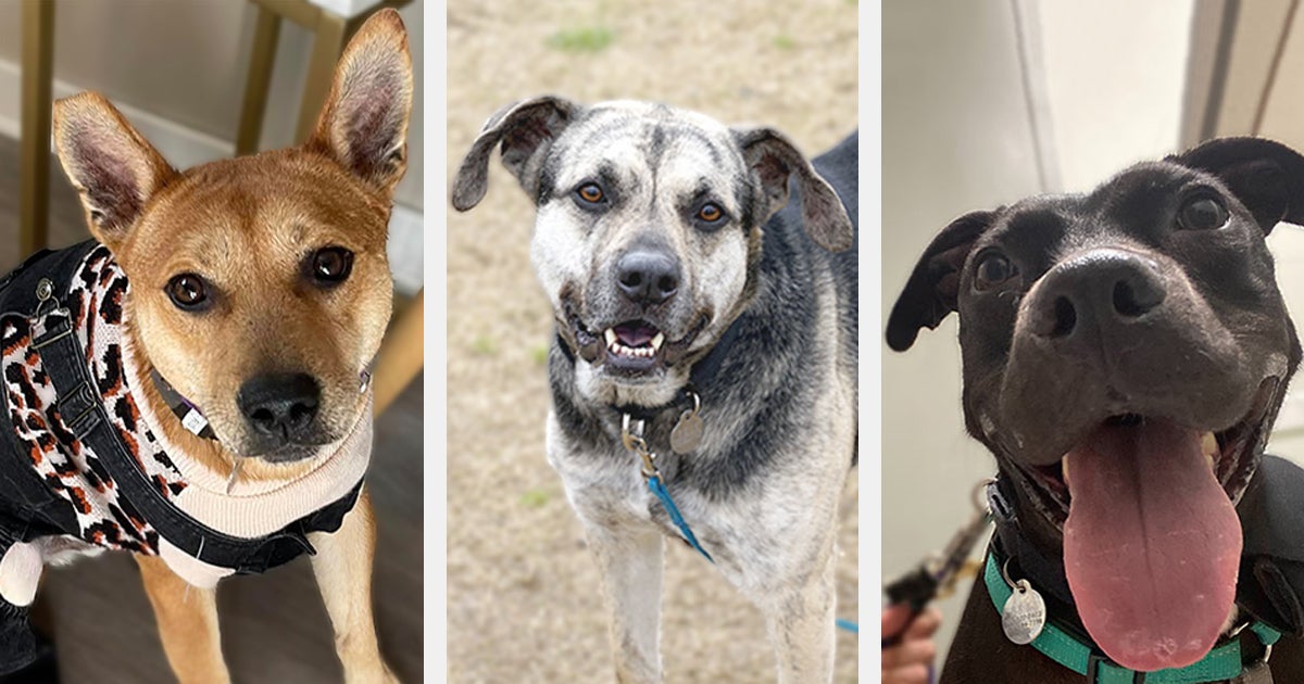 Gift One of These Dogs a Loving Home for the Holidays! ASPCA